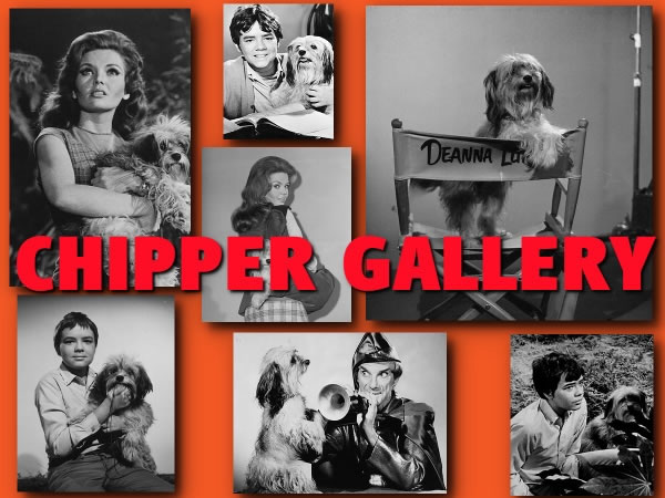Chipper Gallery
